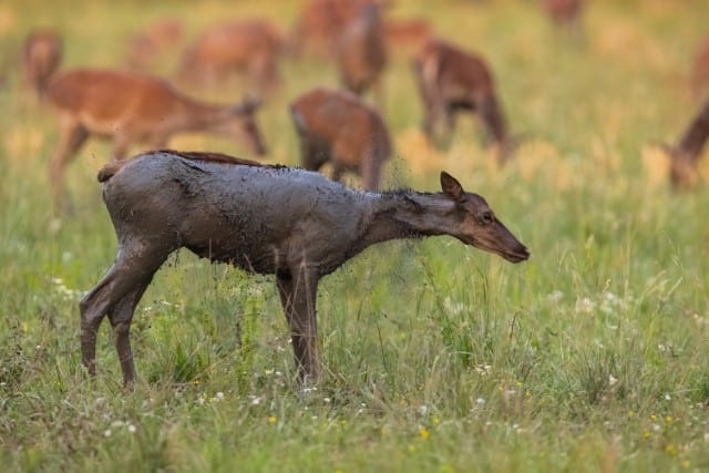 What Parasites Can Deer Carry?