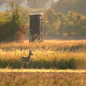 Can Deer See Orange? [ANSWERED] - the science behind orange camo