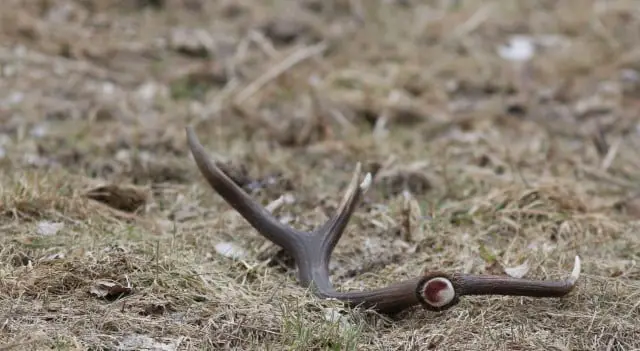 What to Do With Shed Antlers?