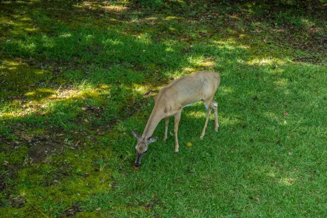 What To Feed Backyard Deer in Spring