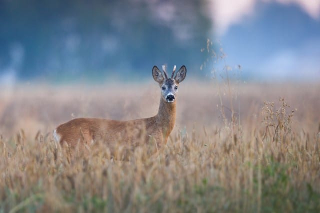 When are Deer Most Active?