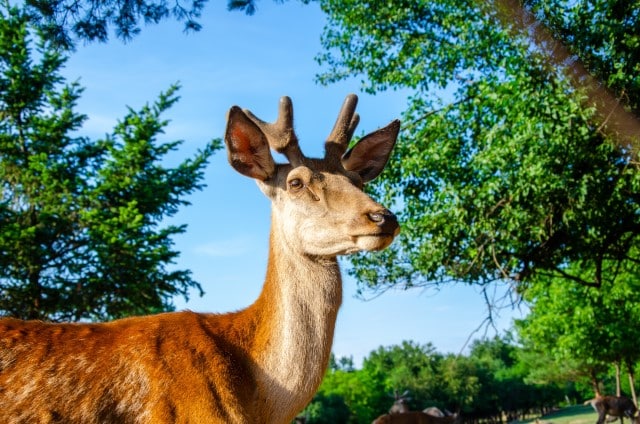 What Time of Year do Deer Begin Growing their Antlers?