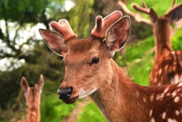 When Do Deer Start Growing Antlers