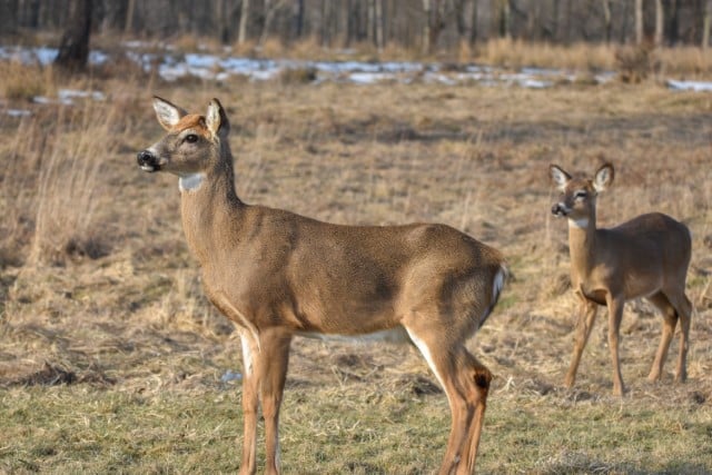 Where are the Tarsal Glands on Deer