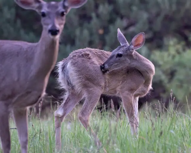 Where Do Coues Deer Live?