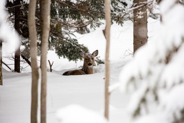 Where Do Deer Bed Down?