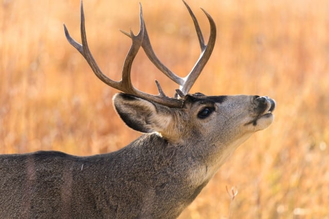 Which State has the Biggest Mule Deer?
