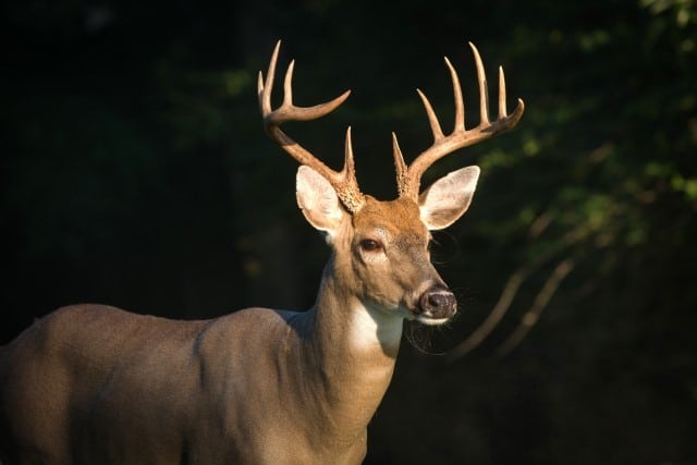 Which State has the Biggest Whitetail Deer?