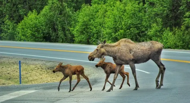 Which State has the Most Moose?