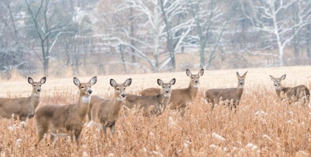 Which State has the Most Whitetail Deer?