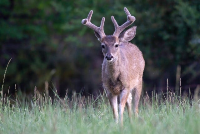  Whitetail vs Coues Deer