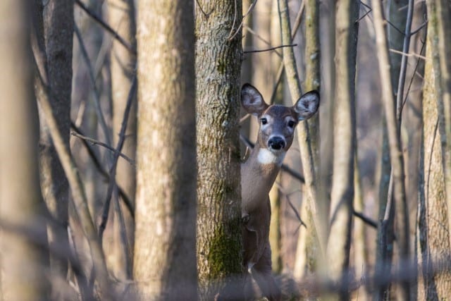 White Tailed Deer Population Throughout the History of the United States