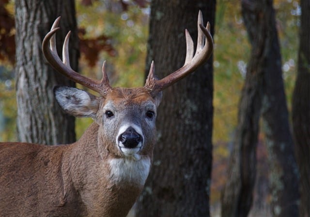 Listing White Tailed Deer Population by State