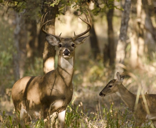 Why are Antlers Important for Male Deer?