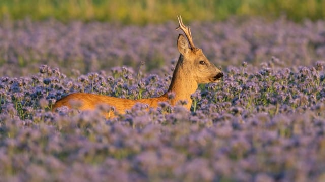 Why Deer Don't Eat Lavender?