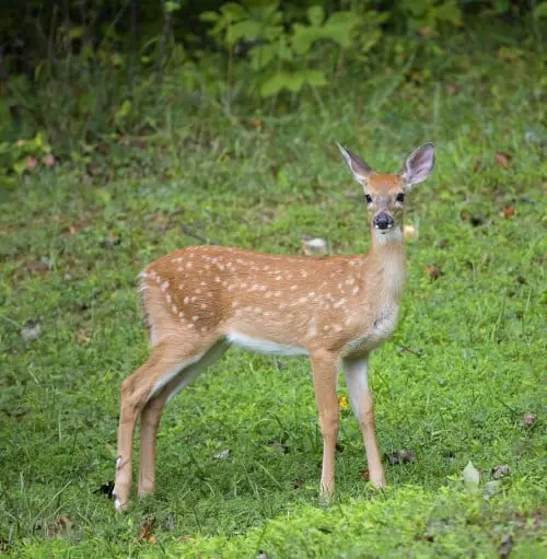 Why Do Baby Deer Have Spots?