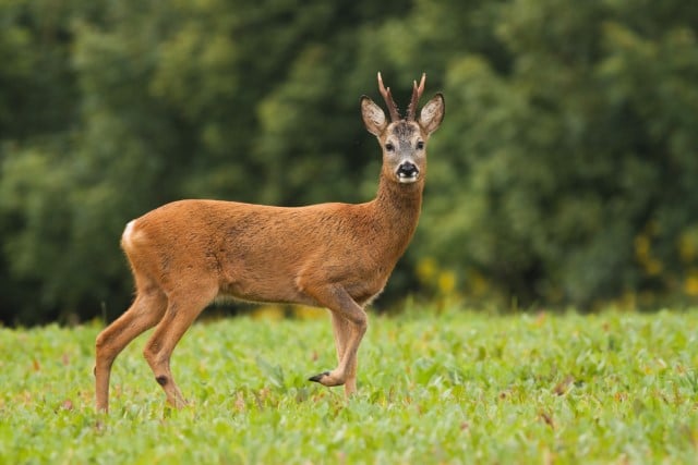 Why Do Deer Have Tarsal Glands