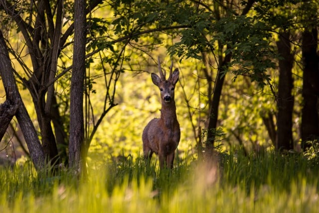 Why Do Deer Stomp Their Feet?