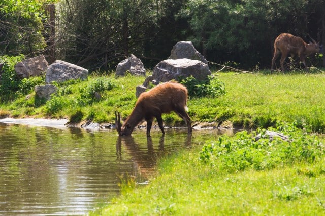 Why Do Deer with EHD Go to the Water?