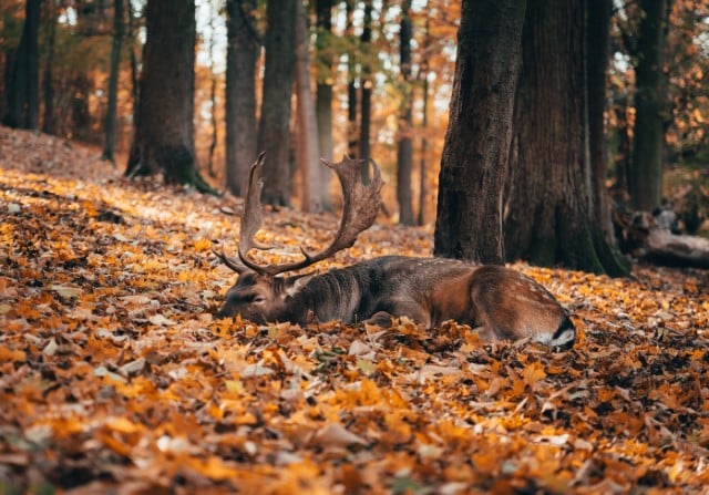 Why You Should Search for Deer Beds?