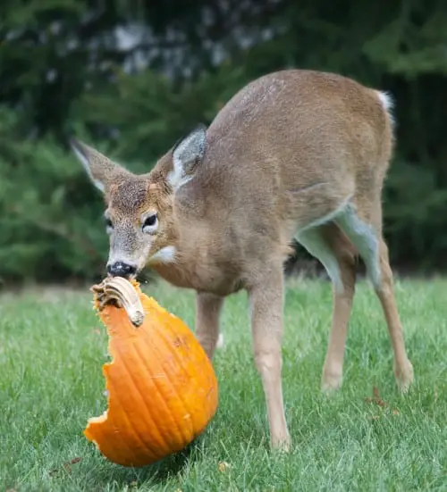 Will Deer Eat Pumpkins?