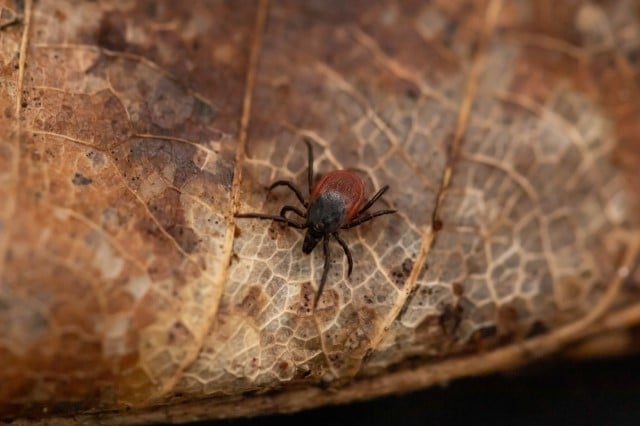 A Tick on a Leaf