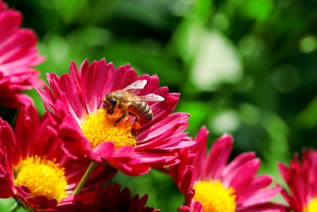 Bees Mutualism