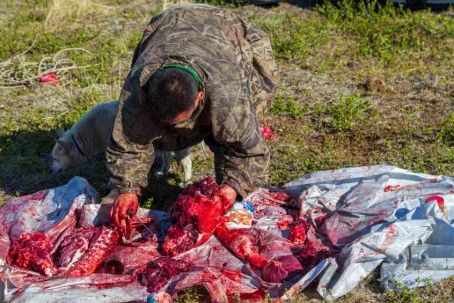 Can You Skin a Deer on the Ground?
