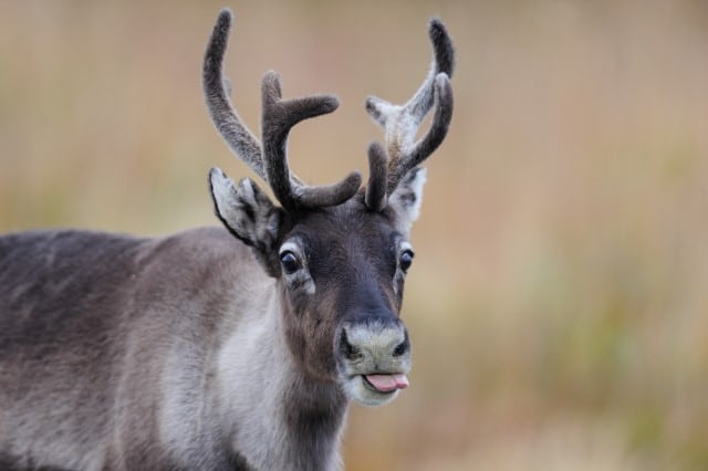 Caribou Habitat