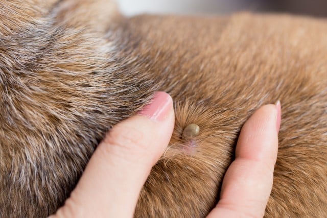 Checking Pets for Ticks and Tick Bites