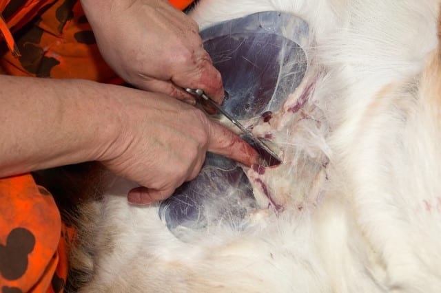Cutting Deer for the Gutting Process