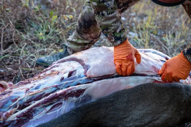 Cutting Deer Meat