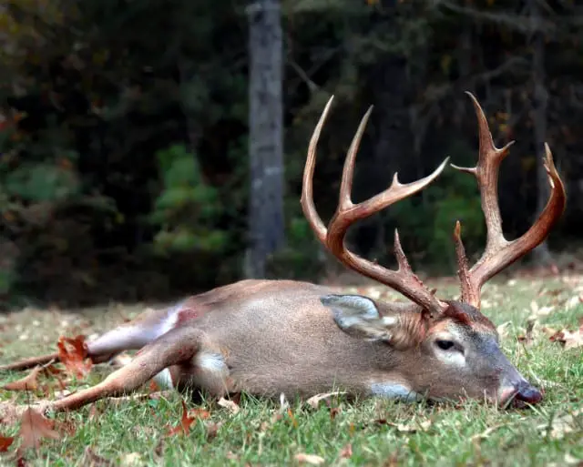 Explaining Deer Blood Color chart Included World Deer