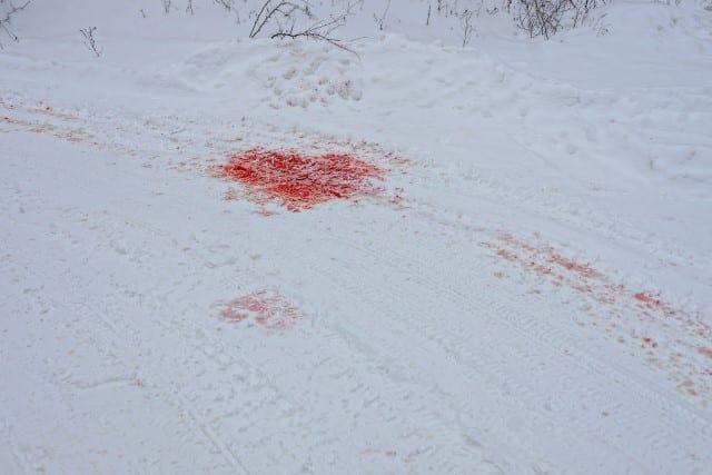 Deer Blood Trail