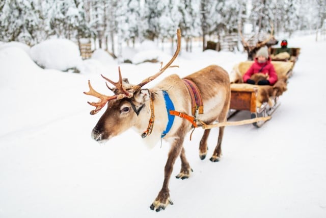 Differences Between Reindeer and Caribou