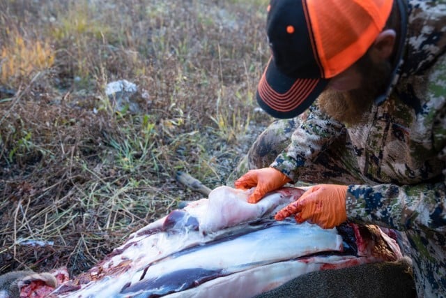 Field Dressing Deer Carcass