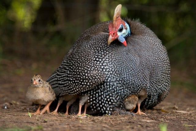 Guinea Fowl Eats Ticks