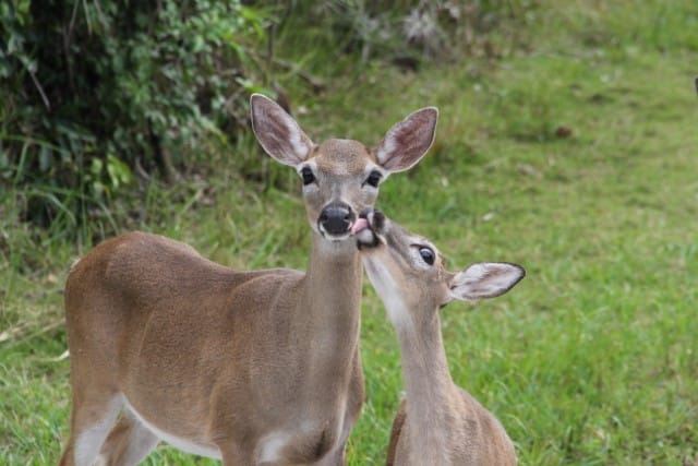 How Big Are Key Deer?