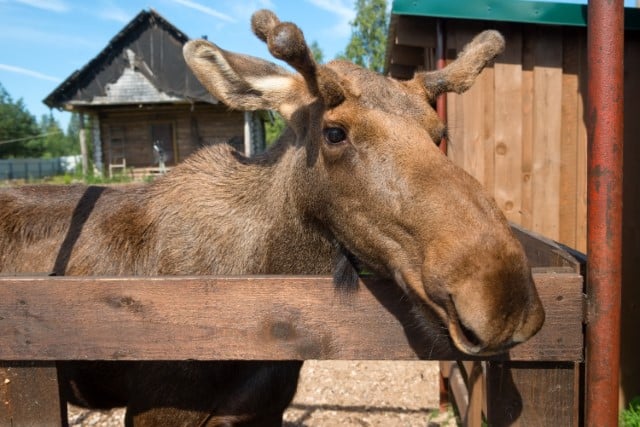 How Close to a Moose Can I Be?