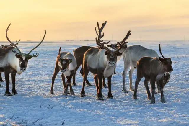 How Do Caribou Know When and Where to Migrate?