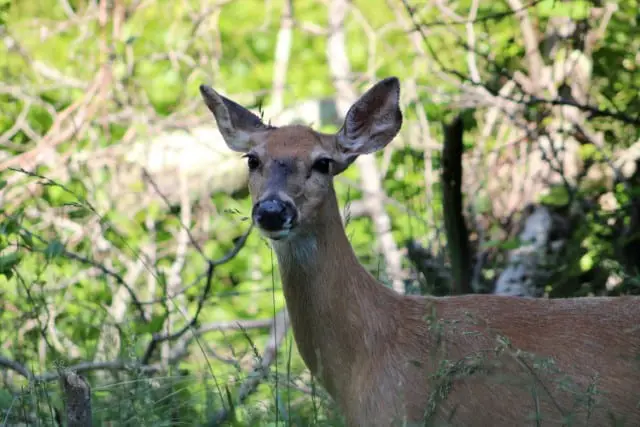 How Do Deer Spread Lyme Disease?