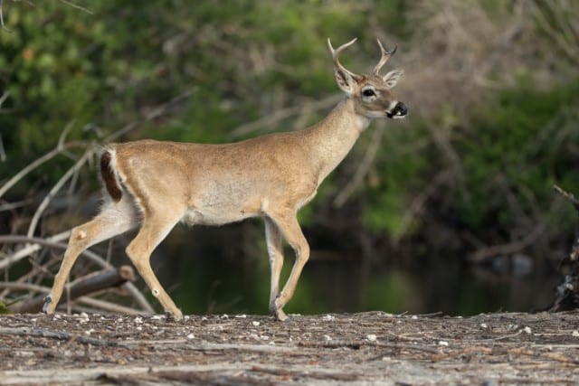 Key Deer Species (Odocoileus Virginianus Clavium) - World Deer