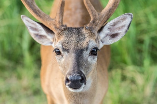 Key Deer Behavior