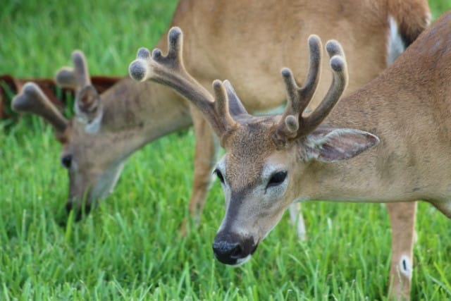 Key Deer Diet