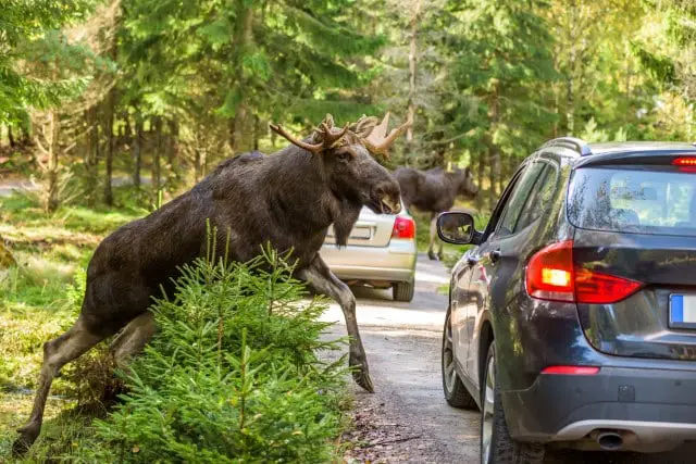 Moose on a Road