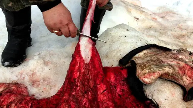 Removing Flesh From The Deer Hide