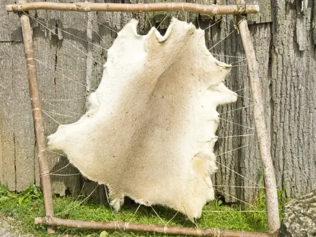 Stretch Out Deer Hide to Dry