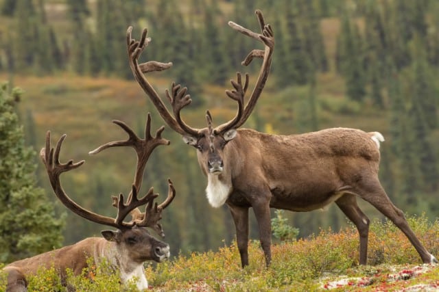 The World’s Largest Caribou Herds