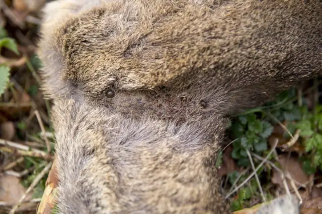 Ticks Feed on Deer
