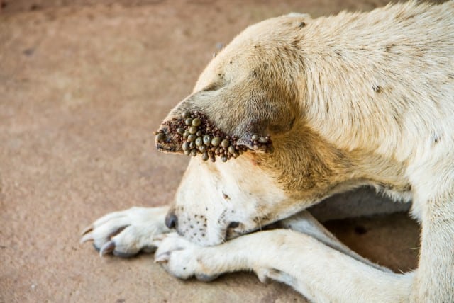 Ticks on a Dog